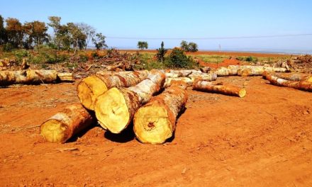 Polícia de Meio Ambiente encontra área desmatada sem autorização dos órgãos competentes