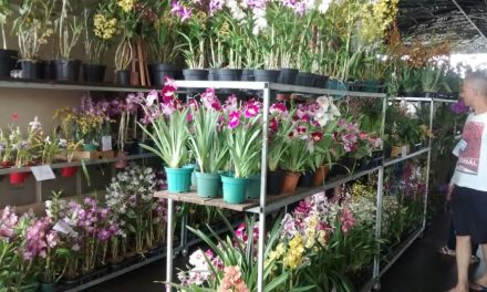 VI Mostra Regional de Orquídeas termina neste domingo