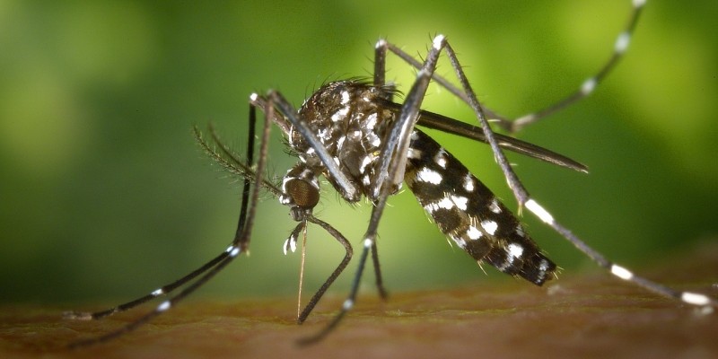 Casos de chikungunya triplicam em Minas Gerais