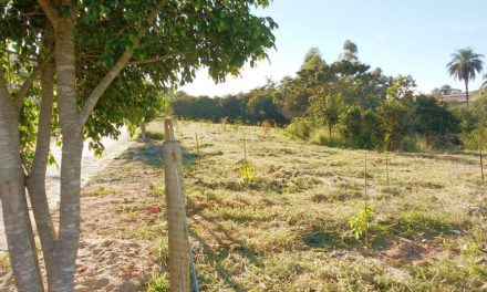 Mil mudas de árvores nativas são plantadas no bairro Ramiro Batista