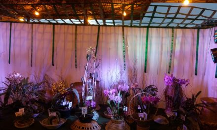 XIV Exposição Nacional de Orquídeas é realizada em Formiga