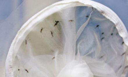 Impacto da zika na América Latina pode chegar a US$18 bilhões