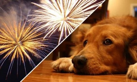 Prefeitura em Minas cancela fogos do reveillon para proteger animais do barulho