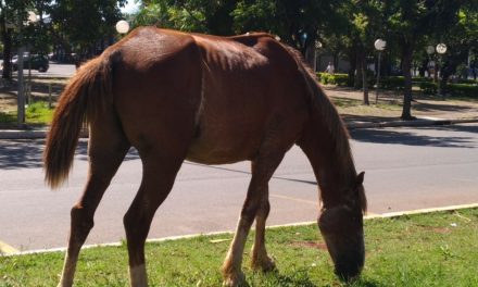 Prefeitura garante solucionar problema de animais soltos em vias públicas