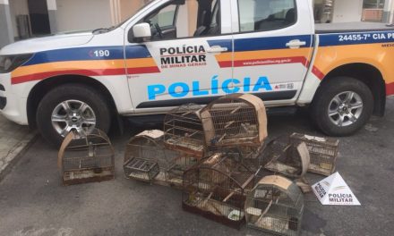 Homem é preso em Formiga  por comercializar pássaros da fauna silvestre