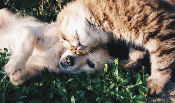 Feira de adoção de cães e gatos será realizada neste sábado em Formiga