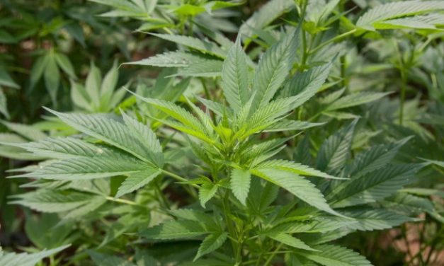 Pesquisas científicas sobre canabidiol ajudam no tratamento de diversas doenças