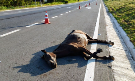 Cavalo solto provoca acidente na MG-050