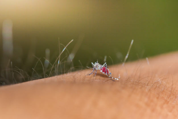 Mais de 450 casos prováveis de dengue são registrados em uma semana na região