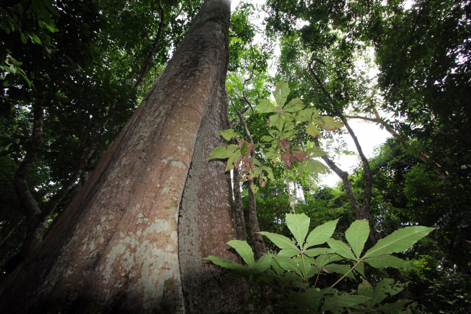 Contato com a natureza ajuda a melhorar o bem-estar dos idosos