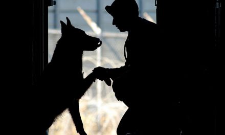 Cão vira herói na Tailândia após salvar bebê