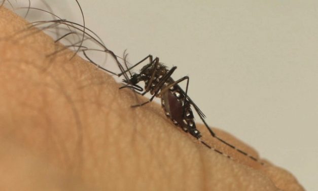 Número de mortes no Brasil por dengue é três vezes maior que em 2021