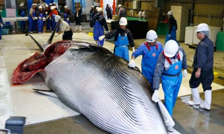 Caçadores voltam a capturar baleias no Japão após 30 anos