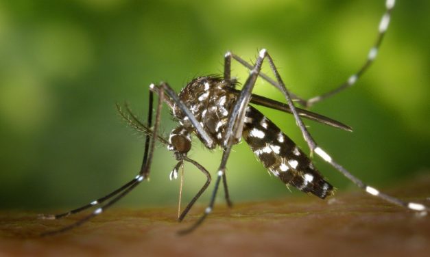 Brasil registra mais de mil mortes por dengue em 2022 e bate recorde histórico