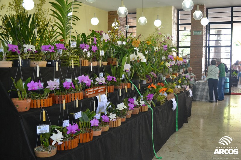 Em Arcos: 16ª Exposição Nacional de Orquídeas ocorre neste fim de semana