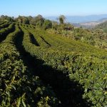 Unidades demonstrativas cafeeiras em MG auxiliam produtores a escolherem suas cultivares