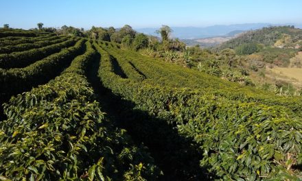 Unidades demonstrativas cafeeiras em MG auxiliam produtores a escolherem suas cultivares