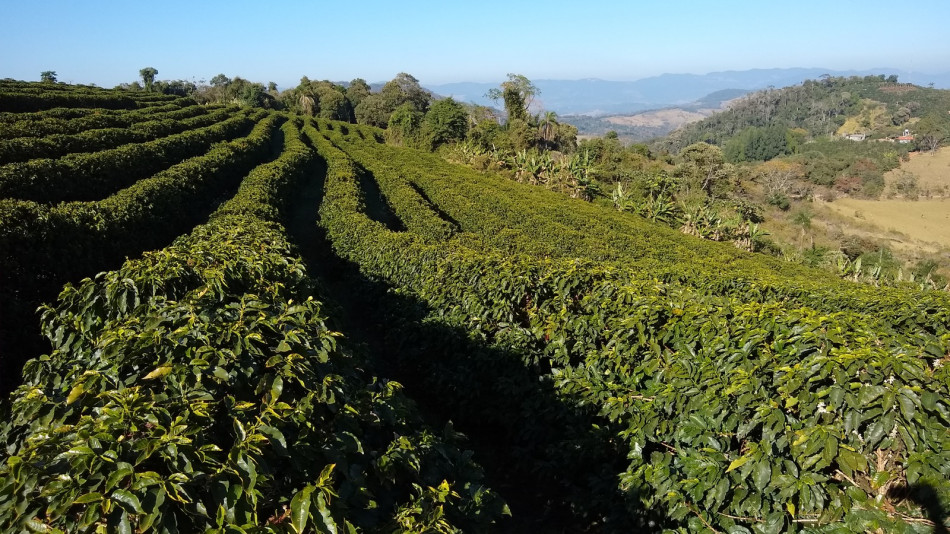 Unidades demonstrativas cafeeiras em MG auxiliam produtores a escolherem suas cultivares
