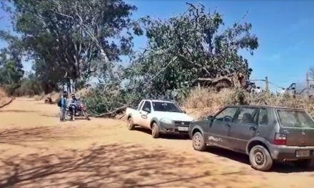 Irmãos morrem após serem atingidos por eucalipto