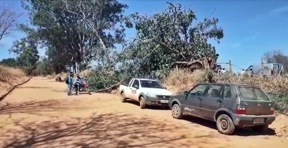 Irmãos morrem após serem atingidos por eucalipto