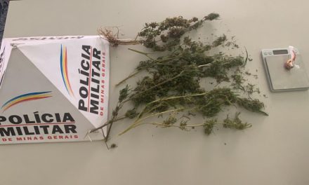 PM apreende pés de maconha em residência de Itapecerica