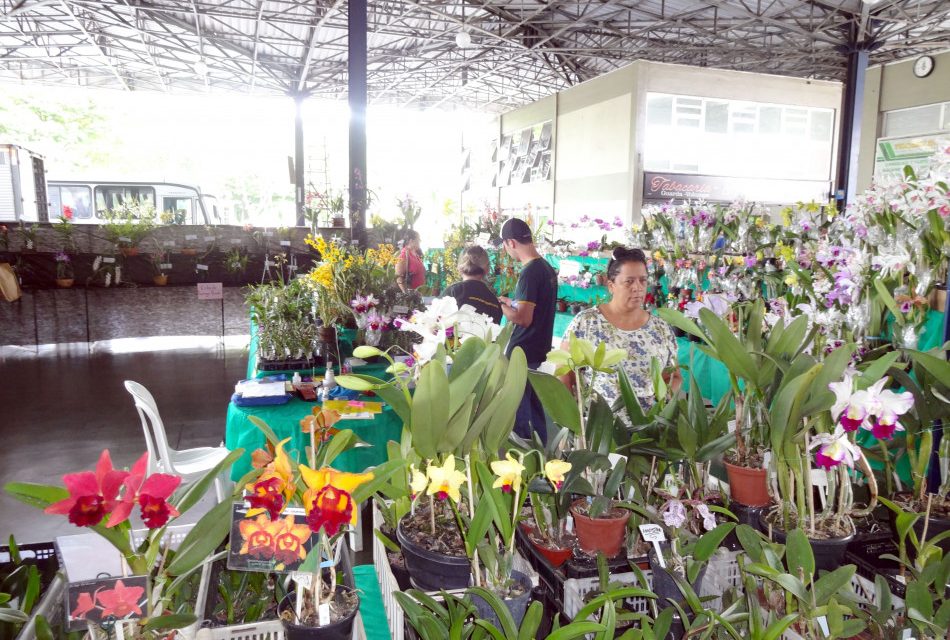 Formiga sediará Feira de Orquídeas no próximo final de semana