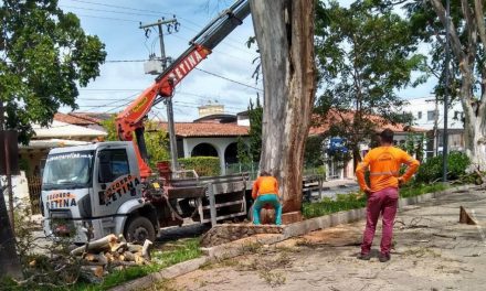 Árvore cortada na praça São Vicente Férrer estava condenada