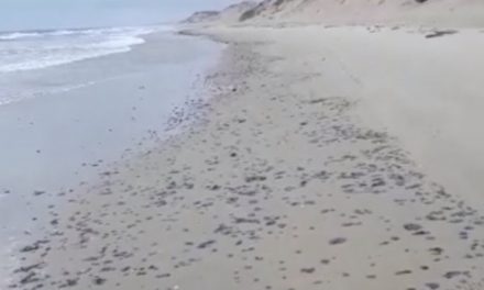Manchas de óleo voltam a aparecer no litoral cearense após dois meses
