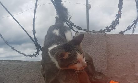 Gato é salvo por bombeiros após ficar preso em cerca elétrica