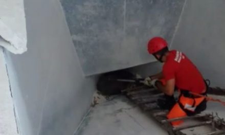 Tamanduá é resgatado após cair no fundo de um forno de cal em Arcos