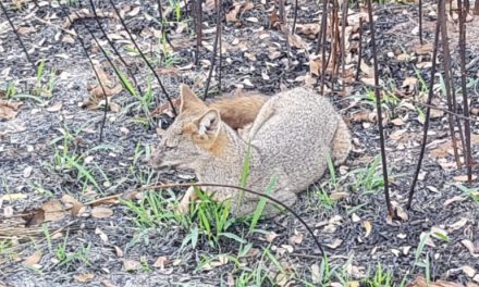 Raposa é capturada em Córrego Fundo