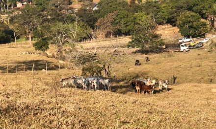 Cinco homens são presos em operação de repressão ao furto de gado