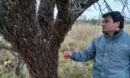 Nuvem de gafanhotos segue na Argentina e se afasta do Brasil