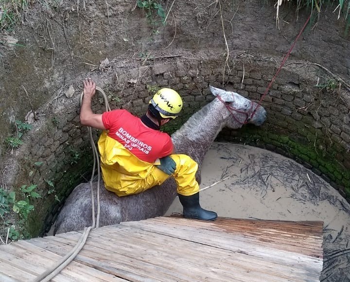 Em Arcos: cavalo é resgatado de cisterna pelo Corpo de Bombeiros