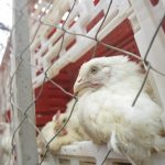 Brasil pode retomar exportações de carne de frango em 28 dias