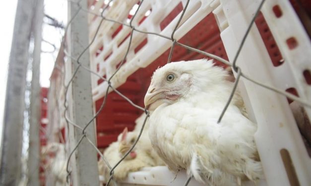 Brasil pode retomar exportações de carne de frango em 28 dias