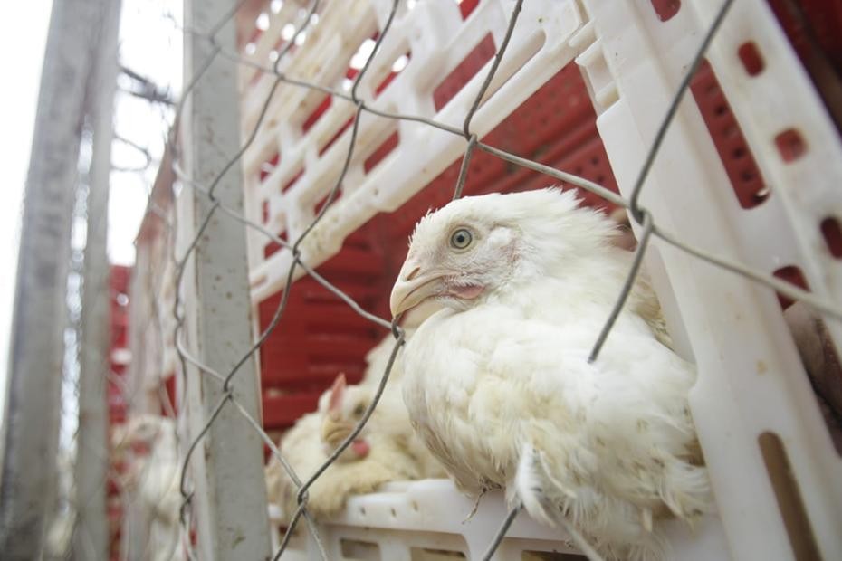 Brasil pode retomar exportações de carne de frango em 28 dias