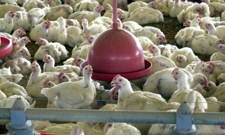 Brasil pede explicações à China sobre frango supostamente contaminado