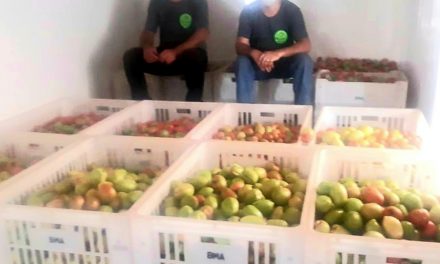 Banco de Alimentos recebe 2,5 toneladas de tomates de Carmópolis de Minas