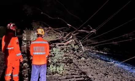 Chuva causa queda de árvores em Arcos