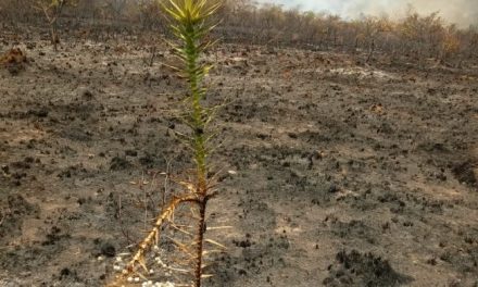 Chove na Serra do Cipó, mas não o suficiente para conter incêndio