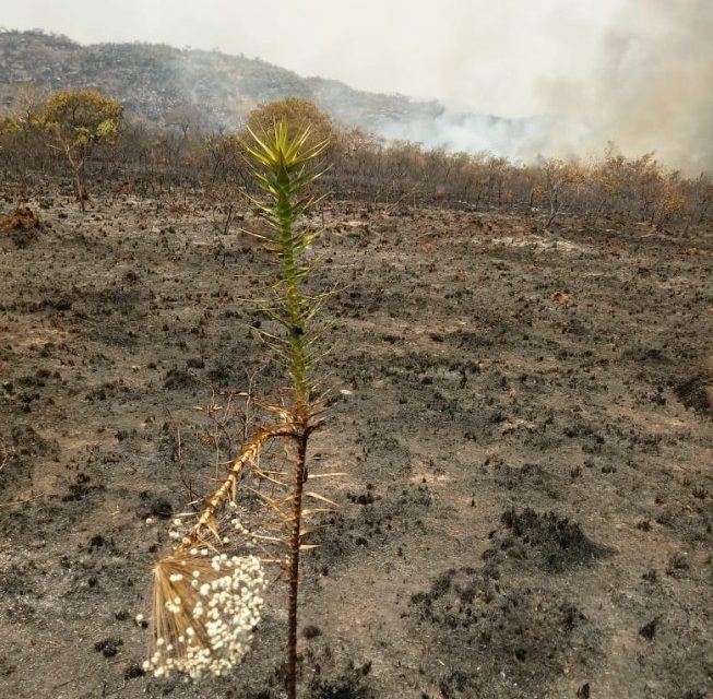 Chove na Serra do Cipó, mas não o suficiente para conter incêndio