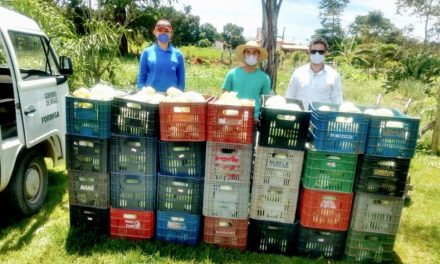 Horta Urbana: mais de 500 quilos de repolho são colhidos da fazenda do Unifor-MG