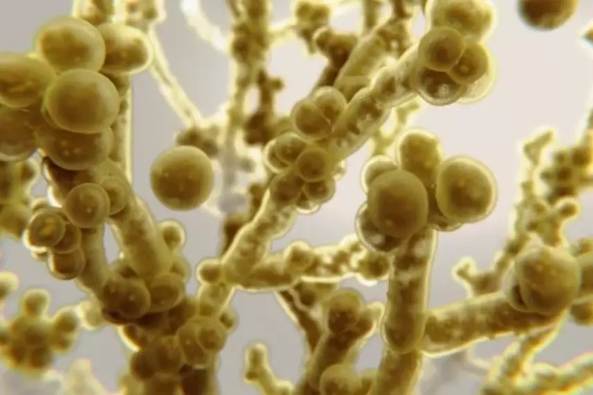 Candida auris: Brasil registra 1ª infecção por superfungo mortal