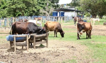 Unifor-MG: Fazenda Laboratório bate recorde no acolhimento de animais em 2020