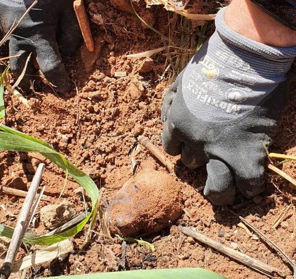 Filhotes de cachorro são resgatados após serem soterrados em Divinópolis
