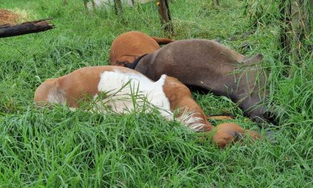 12 cavalos morrem após acidente em rede elétrica na MG-050, em Formiga