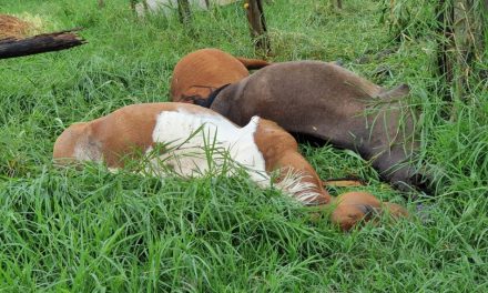 12 cavalos morrem após acidente em rede elétrica na MG-050, em Formiga