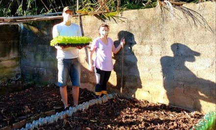 Projeto Horta Urbana completa 3 anos nesta semana