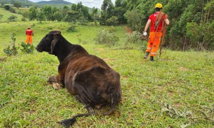 Bombeiros resgatam vaca que caiu em grota na zona rural de Formiga